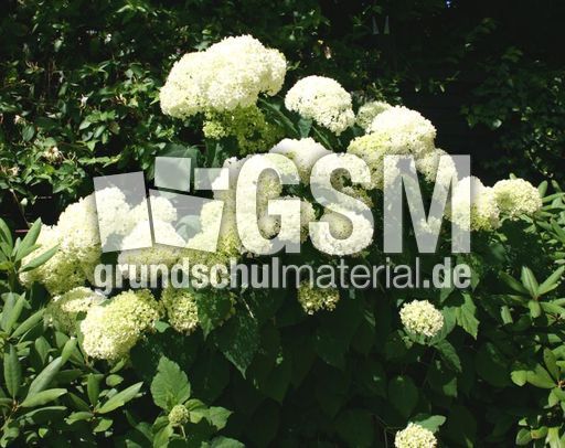 Schneeball-1.JPG